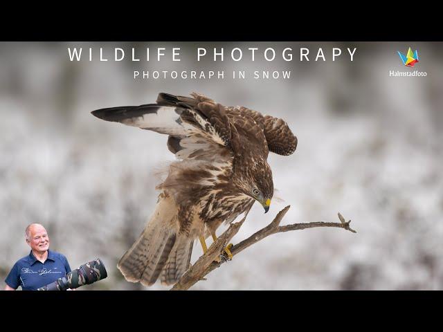 WILDLIFE PHOTOGRAPHY II Bird photography from hide in snow with my Nikon Z6 II