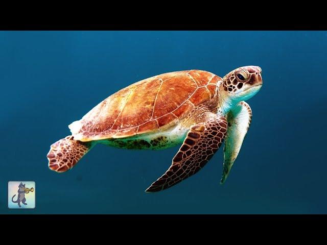 GIANT SEA TURTLES • AMAZING CORAL REEF FISH • 12 HOURS of THE BEST RELAX MUSIC