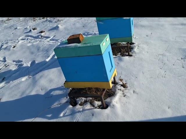 Пасека в конце февраля. ПЕРВЫЕ ПОТЕРИ!