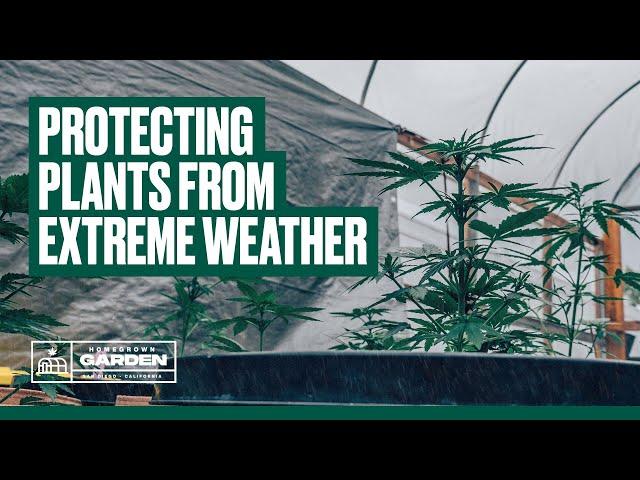 How To Prepare Your Cannabis Greenhouse for Extreme Weather | Homegrown Cannabis Co.