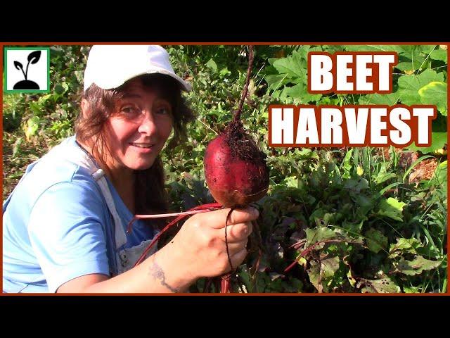 Beet Harvest And Planning Our Fall Garden !