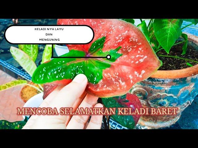 COBA SELAMATKAN KELADI BARET DAUN BUSUK & LAYU