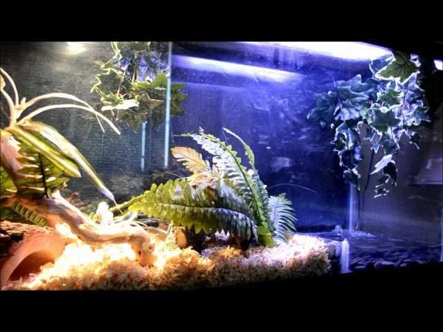 Amazing 55 GAL. Ball Python Setup with Pond