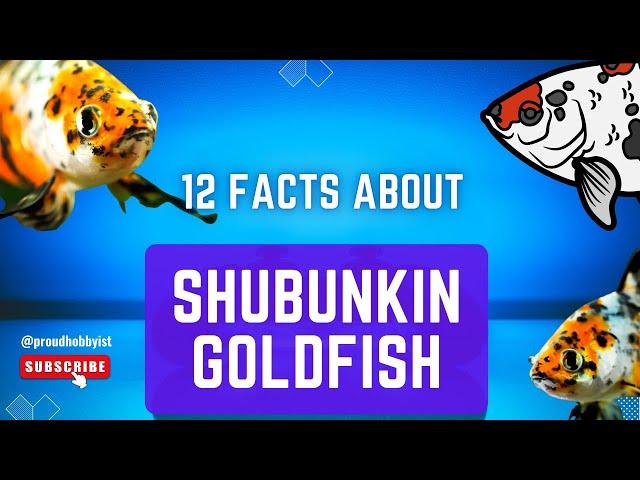 12 Facts about Shubunkin Goldfish | Calico Goldfish | Shubunkin Goldfish | Proud Hobbyist