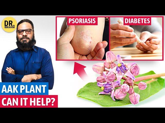 Aak Ka Poda: Jildi Aur Sugar Ki Bemari Ka Ilaj? Calotropis Uses & Side Effects | Dr. Ibrahim