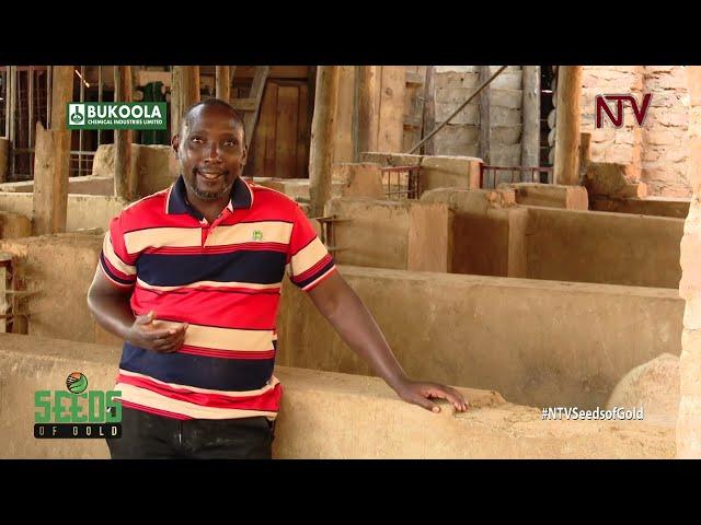 Learn the secrets to piggery farming success | SEEDS OF GOLD