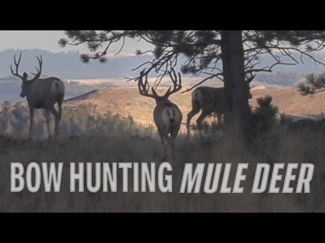 Bow Hunting Big Bucks - Public land Mule Deer Hunt (Eastmans’)