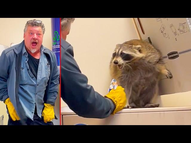 Raccoon vs Man vs Pants! Ozzy Man Reviews