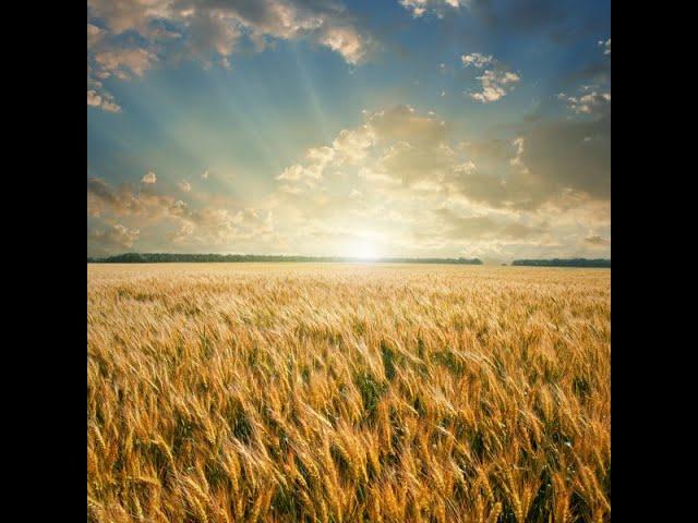 Как нарисовать поле пшеницы маслом полное видео|how to paint a wheat field with oil|밀밭에 기름을 칠하는 법