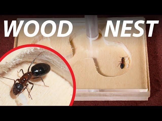 Make a WOODEN ANT NEST | Ant Keeping 101