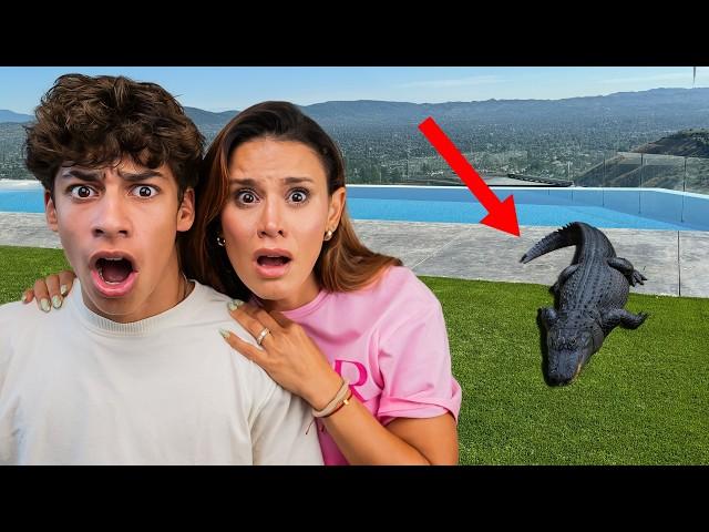 we Found an ALLIGATOR in our Backyard!