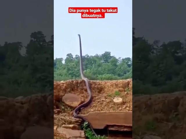 'King Cobra' tegak berdiri menanti mangsa.. ‼️#short