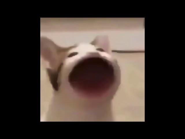 pogcat.exe