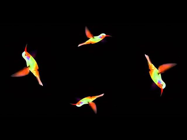 Holograms: jellyfish, butterfly, fireworks, bird