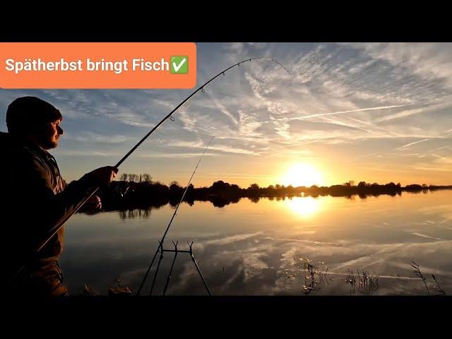 Entspanntes Feedern an der Elbe auf Brassen, Aal und Zander 