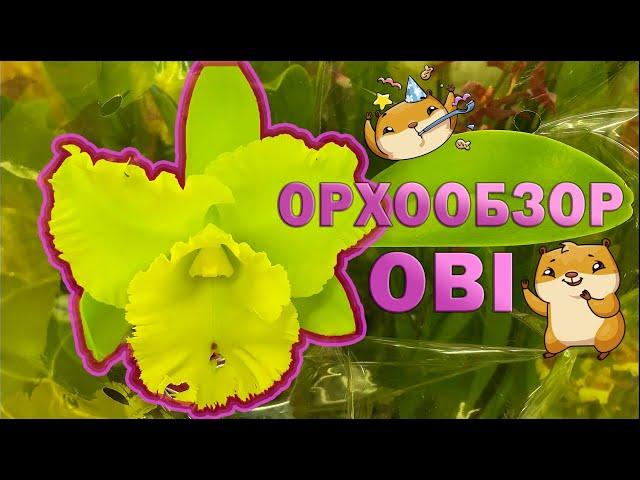 ОРХИДЕИ в ОБИ МЕГА-Дыбенко, г. Санкт-Петербург.