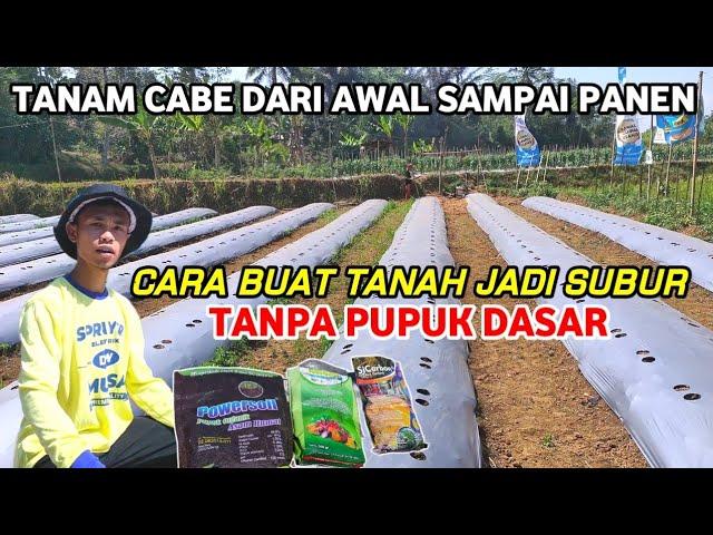 RAHASIA..!! BUDIDAYA CABE TANPA PUPUK DASAR | PENGOCORAN SEBELUM TANAM SUPAYA TANAH SUBUR