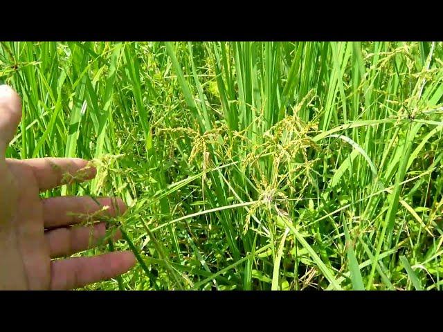 Weeds control in the rice field.