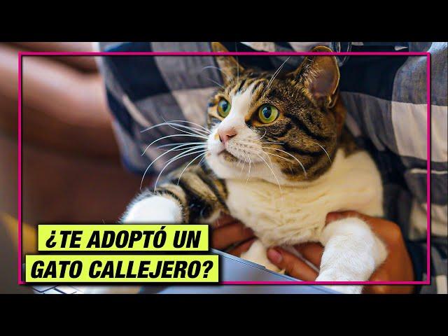 ¿QUÉ HACER SI UN GATO DE LA CALLE ME ADOPTA? LA GATERÍA TV