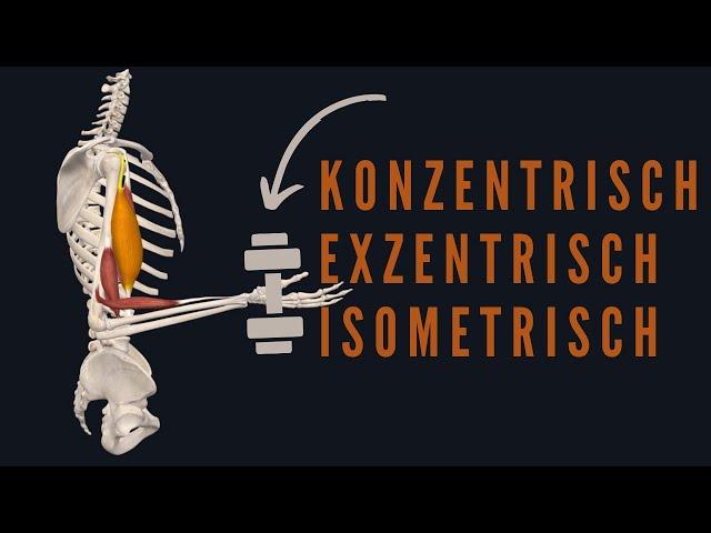 Konzentrische, Exzentrische und Isometrische Muskelarbeit simple erklärt!