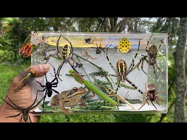 Hunt for weaver spiders and widow spiders‼️frog, cicada, praying mantis, katydid, golden beetle