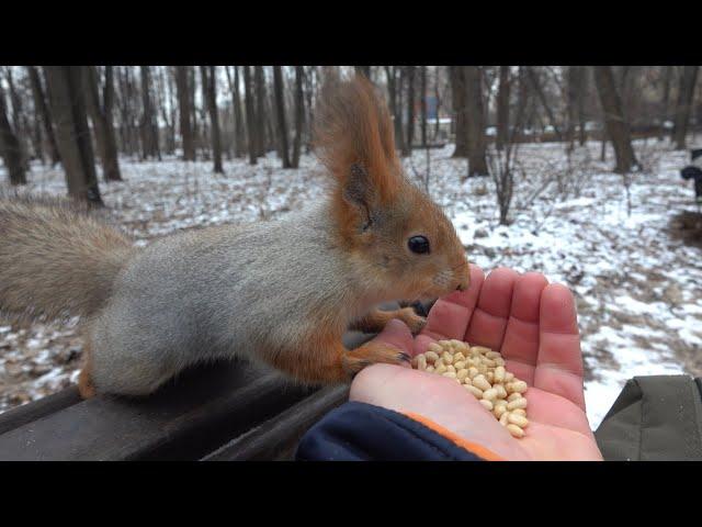 Белки. Небольшая зарисовка (06.12.2024) / Squirrels. A small sketch (06.12.2024)