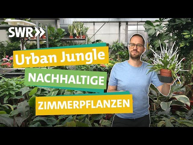 Zimmerpflanzen — so wird dein Urban Jungle wirklich grün. I Ökochecker SWR