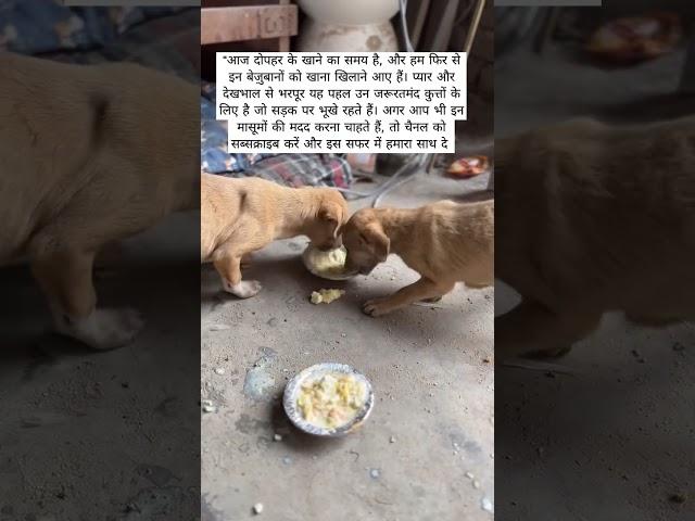 #DogFeeding #AnimalLove #StrayDogsCare" #youtube #doglover #streetdog #foodlover #foodtime