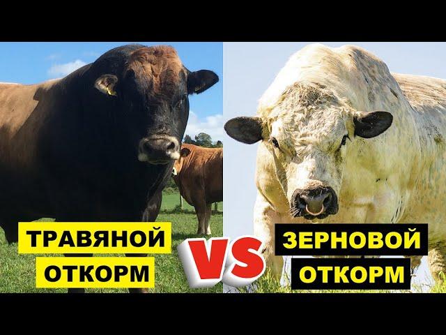 Зерновой и Травяной откорм бычков на мясо | Откорм КРС | Мраморное мясо | Мясное скотоводство