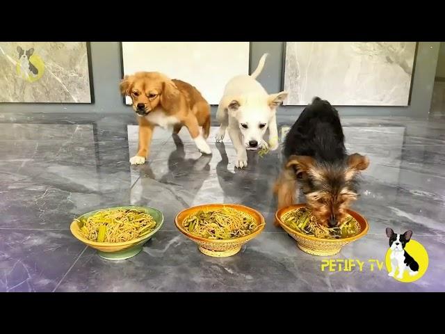 Puppies Food Review New Video  Petify TV Dogs Series 35  Puppies Food Review Channel Videos