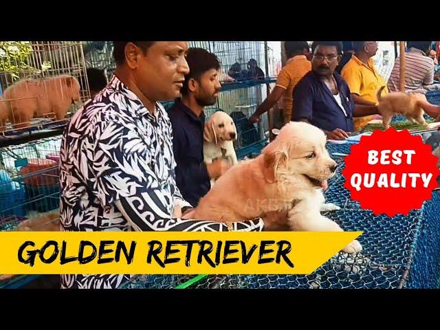 Recent dog market Update Kolkata / Cheapest Big Pets Market India