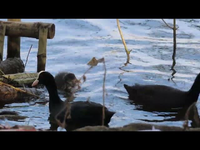 Eurasian Coot. 11 12 24  S   Mhrn Lake 5