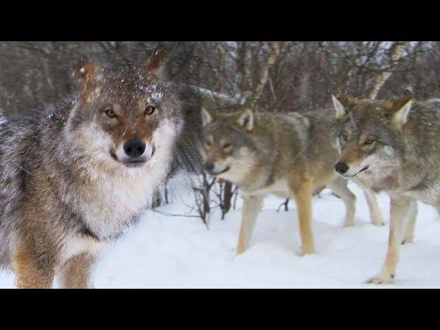 Meeting a Wolf Pack | Deadly 60 | BBC Earth Explore