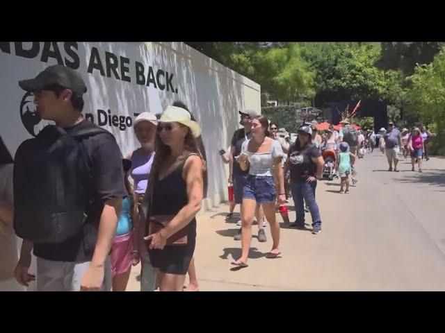 Giant pandas make their public debut at the San Diego Zoo