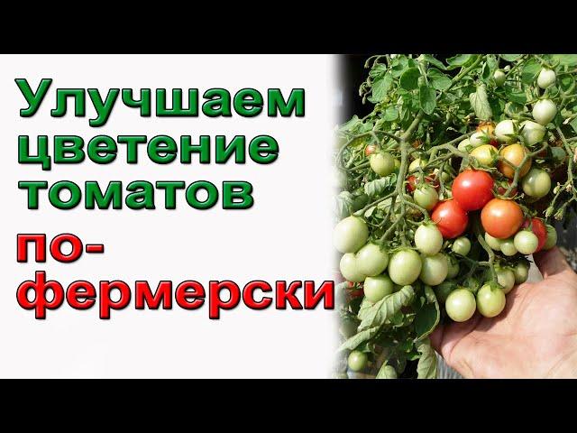 Надежное опыление томатов.  Фермерский способ