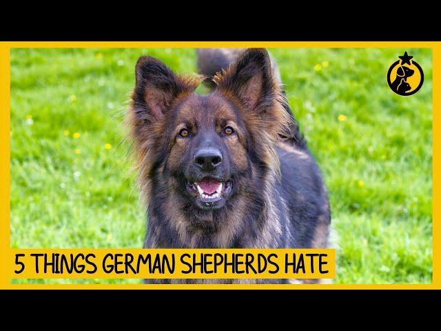 5 Things German Shepherds Hate That You Should Avoid