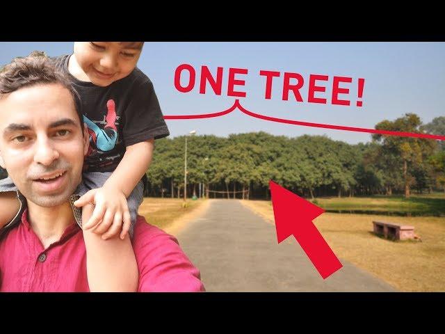 I Visited The World's WIDEST Tree for #teamtrees