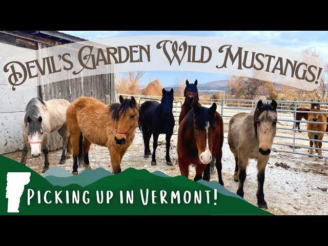 Bringing home my Devil's Garden Wild Mustang || Picking up in Vermont!