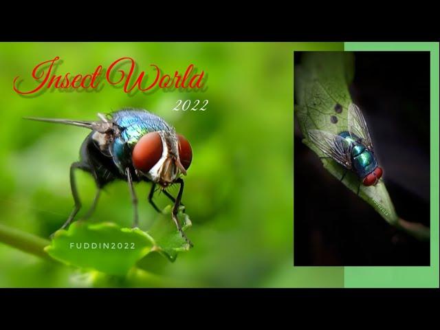 Insect World ( macro phonegraphy ) Cinematic