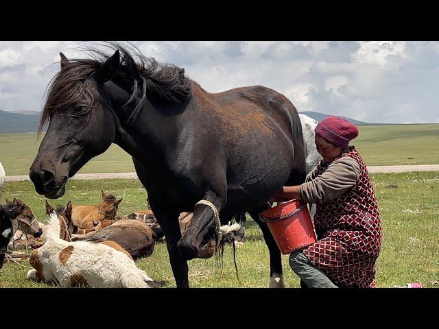 HORSE MILKING | Ancient Nomad life in the high mountains