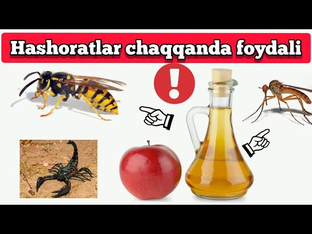 Hashoratlar chaqsa nima qilish kerak? / Hashpratlar chaqqanda foydali / ari, chivin chayon chaqqanda