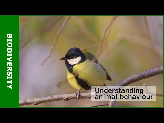 Understanding animal behaviour