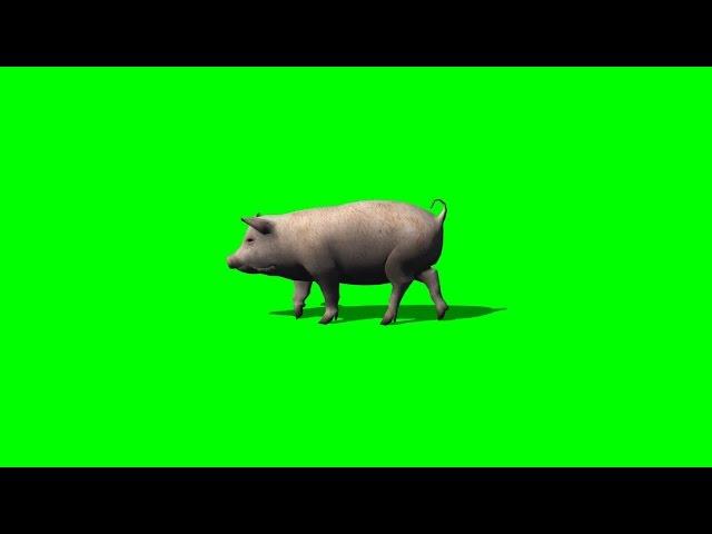 pig runs - 2 different views - green screen 2