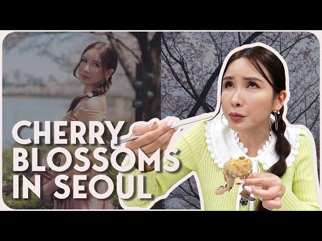 BACK IN SEOUL! (CHERRY BLOSSOMS, EATING RAW CRABS) | JAMIE CHUA