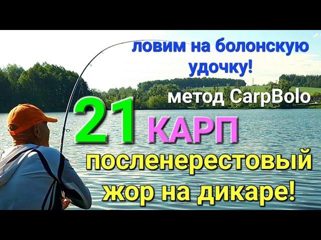 21 карп! Посленерестовый жор на дикаре!