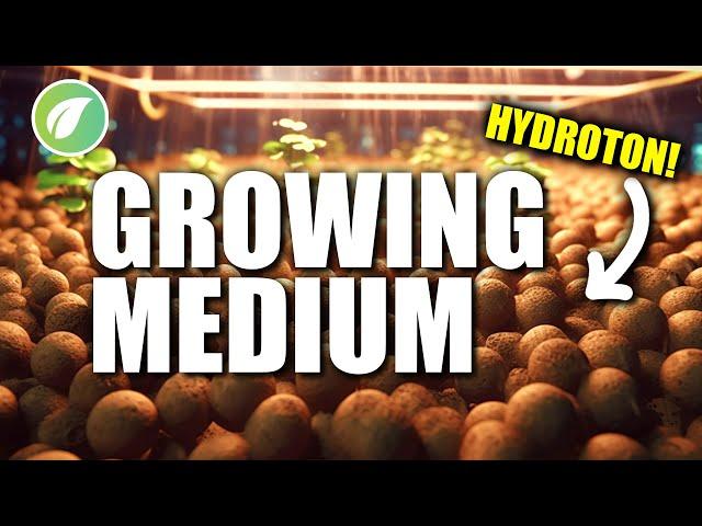 Mastering Hydroponics: Choosing the Perfect Growing Medium