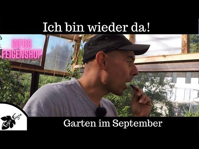 Ich bin wieder da | Gartenrundgang im September | Feigen, Chilis, Tomaten und vieles mehr.......