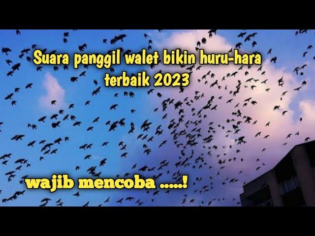 suara panggil walet bikin huru-hara terbaik 2023, wajib mencoba