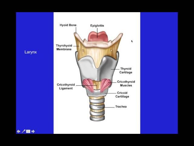 Canine and Feline Cardiopulmonary (VETERINARY TECHNICIAN EDUCATIONAL VIDEO)