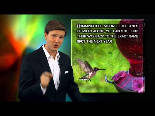 Hummingbird Migration - Following God's Call | David Rives